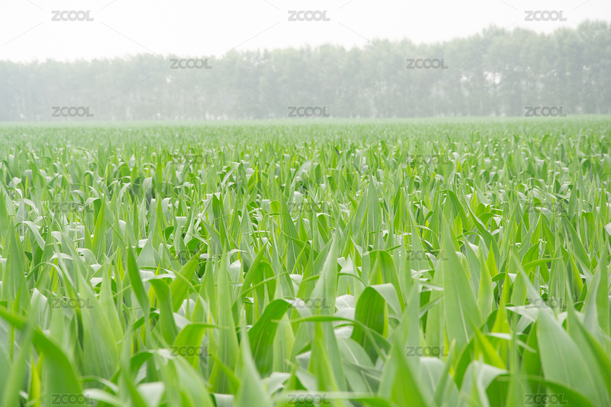 夏天鄉(xiāng)村耕地玉米生長（主預(yù)覽-8286991） - 未分類 - 站酷設(shè)計師八戒布衣原創(chuàng)素材 - 站酷ZCOOL
