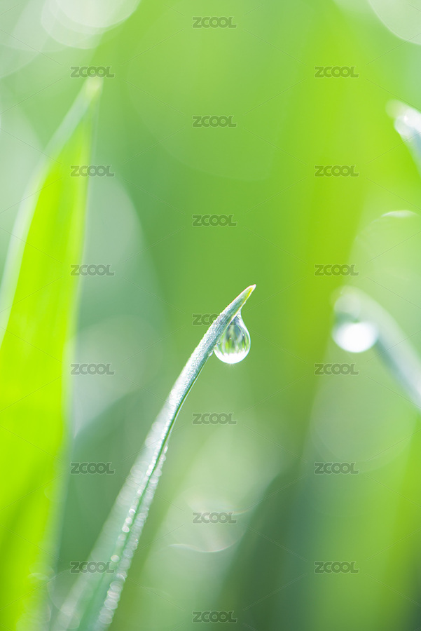 清晨绿叶上的露水露珠（主预览-5910778） - 未分类 - 站酷设计师平和的总是美好的原创素材 - 站酷ZCOOL