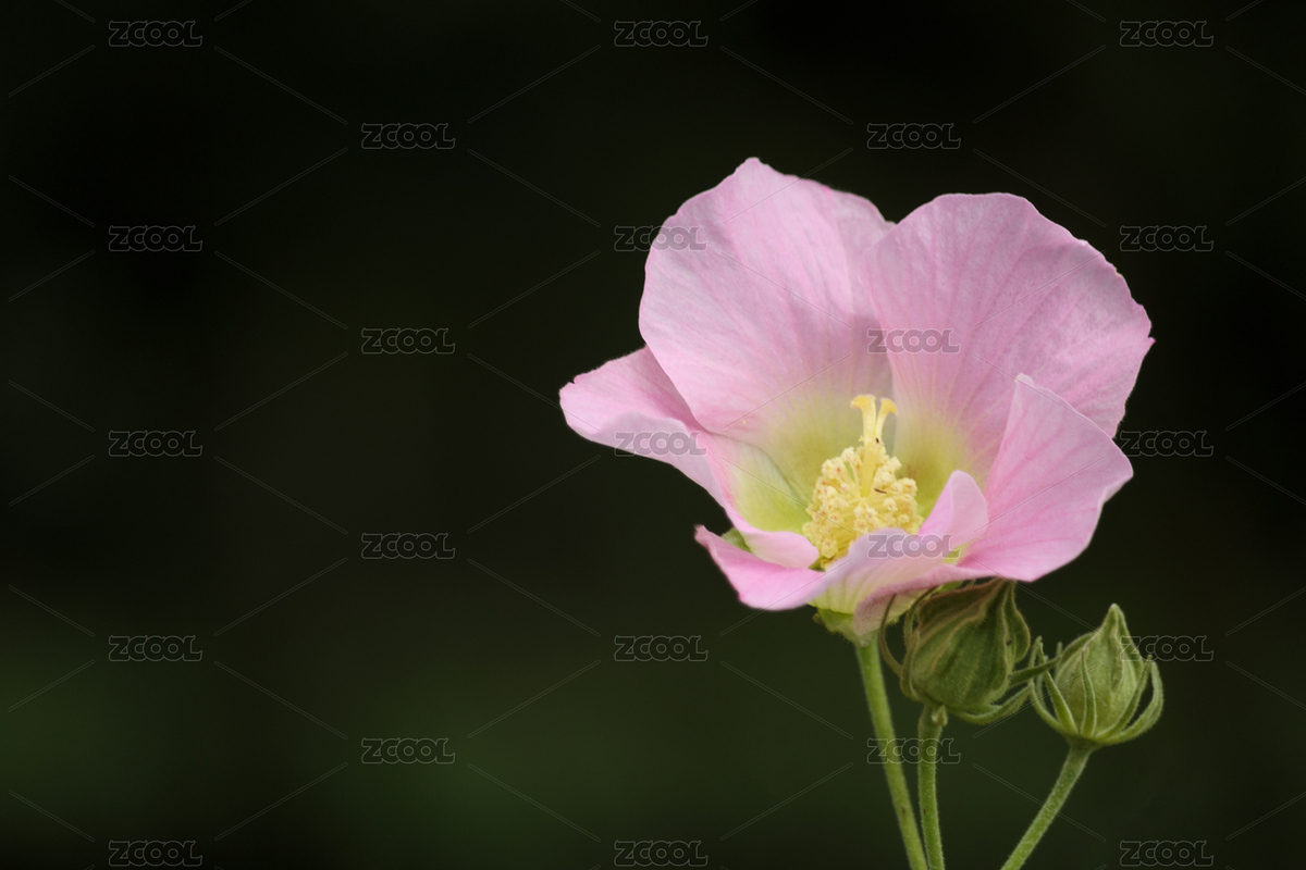 芙蓉花開（主預(yù)覽-12621493） - 未分類 - 站酷設(shè)計師小星球原創(chuàng)素材 - 站酷ZCOOL