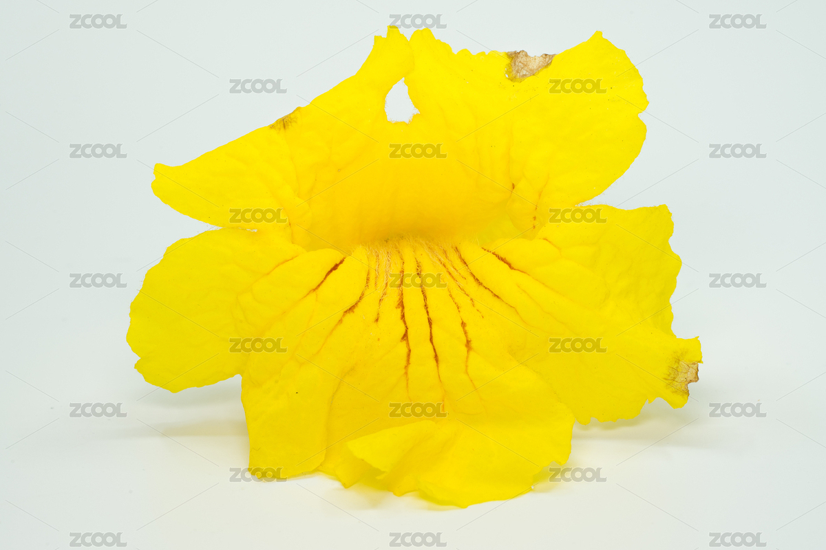 黄花风铃木落花特写（主预览-7002255） - 未分类 - 站酷设计师catdora原创素材 - 站酷ZCOOL