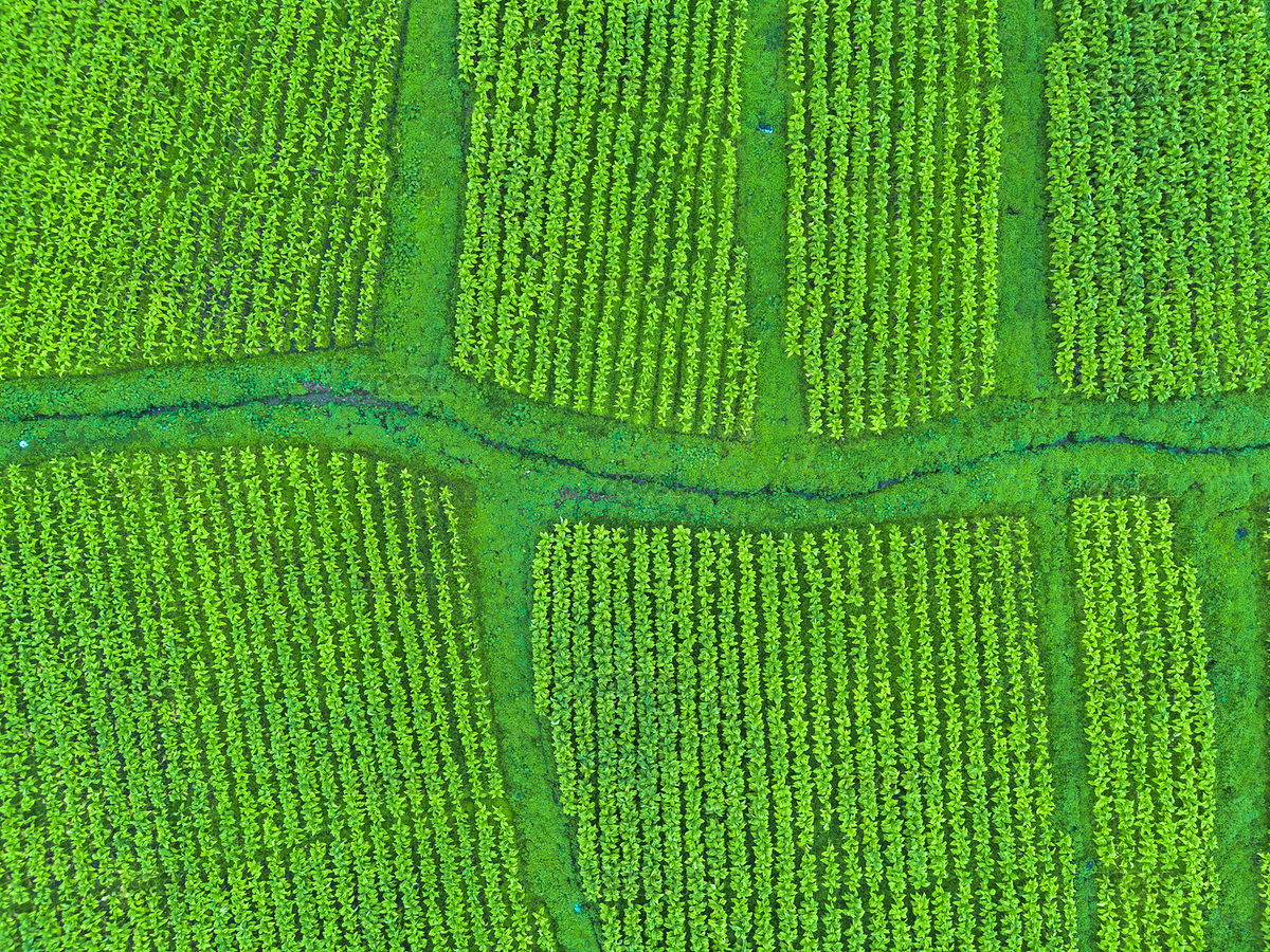 云南大理煙草種植園航拍（主預(yù)覽-11119944） - 未分類 - 站酷設(shè)計(jì)師指尖創(chuàng)意原創(chuàng)素材 - 站酷ZCOOL