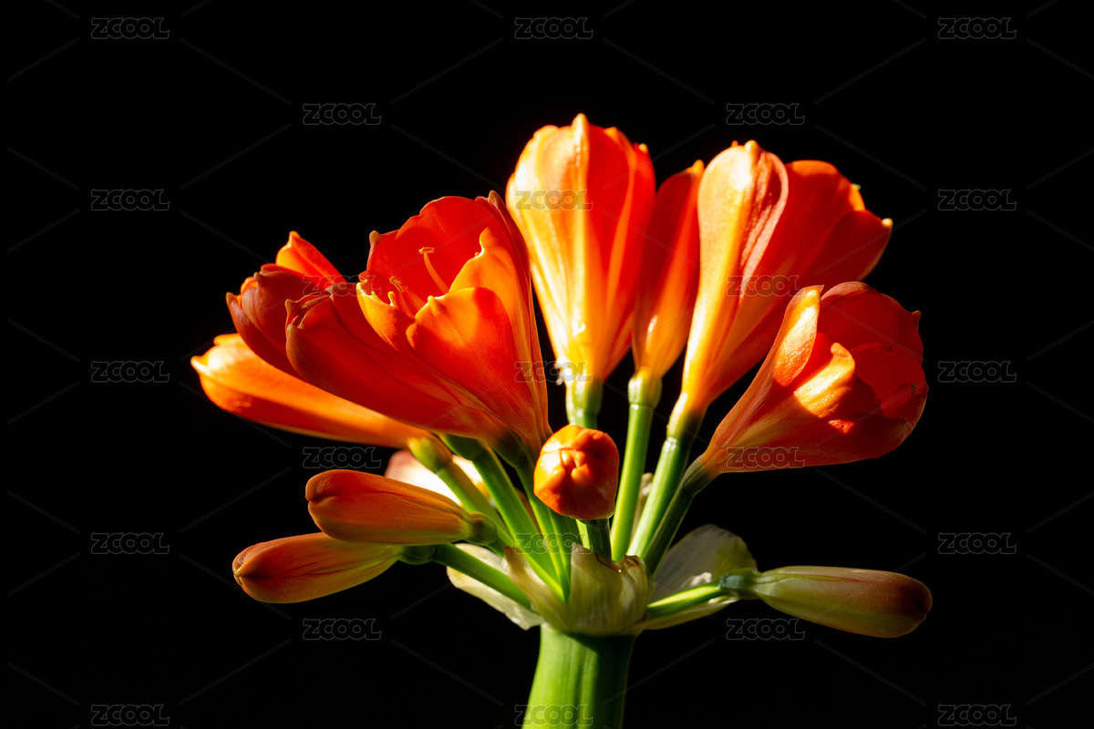 君子蘭開花（主預(yù)覽-2482715） - 未分類 - 站酷設(shè)計(jì)師西湖一方原創(chuàng)素材 - 站酷ZCOOL