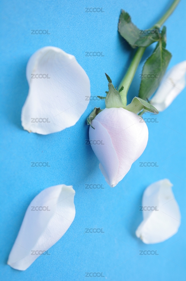 白玫瑰（主預(yù)覽-3476068） - 未分類 - 站酷設(shè)計(jì)師wmei5881原創(chuàng)素材 - 站酷ZCOOL