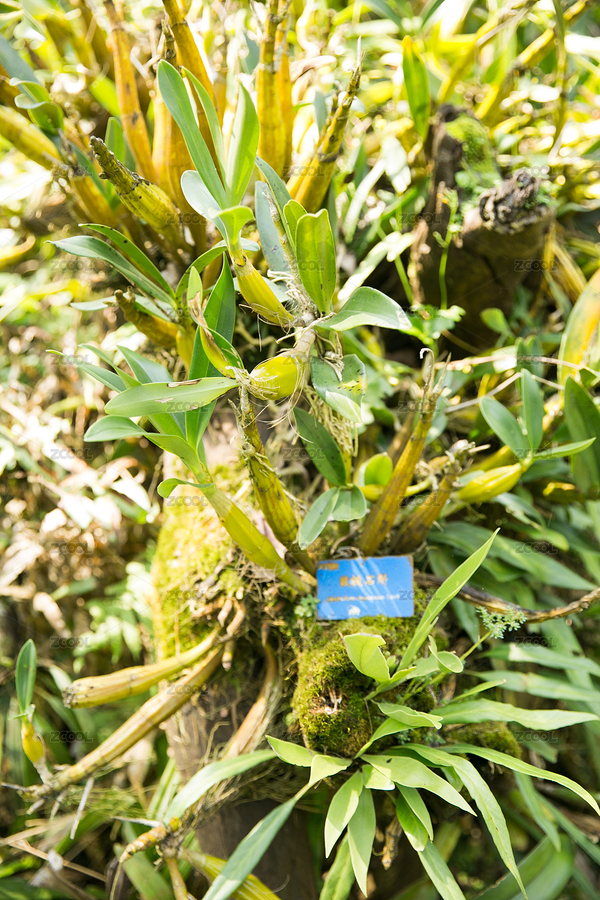 熱帶植物（主預覽-9528053） - 未分類 - 站酷設(shè)計師向日葵食雜鋪原創(chuàng)素材 - 站酷ZCOOL