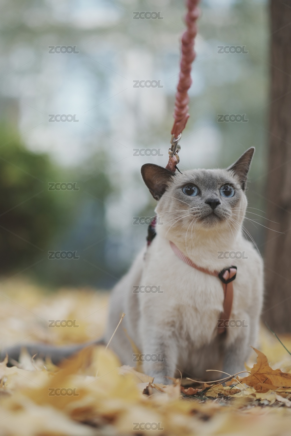 秋天的暹罗猫遛弯