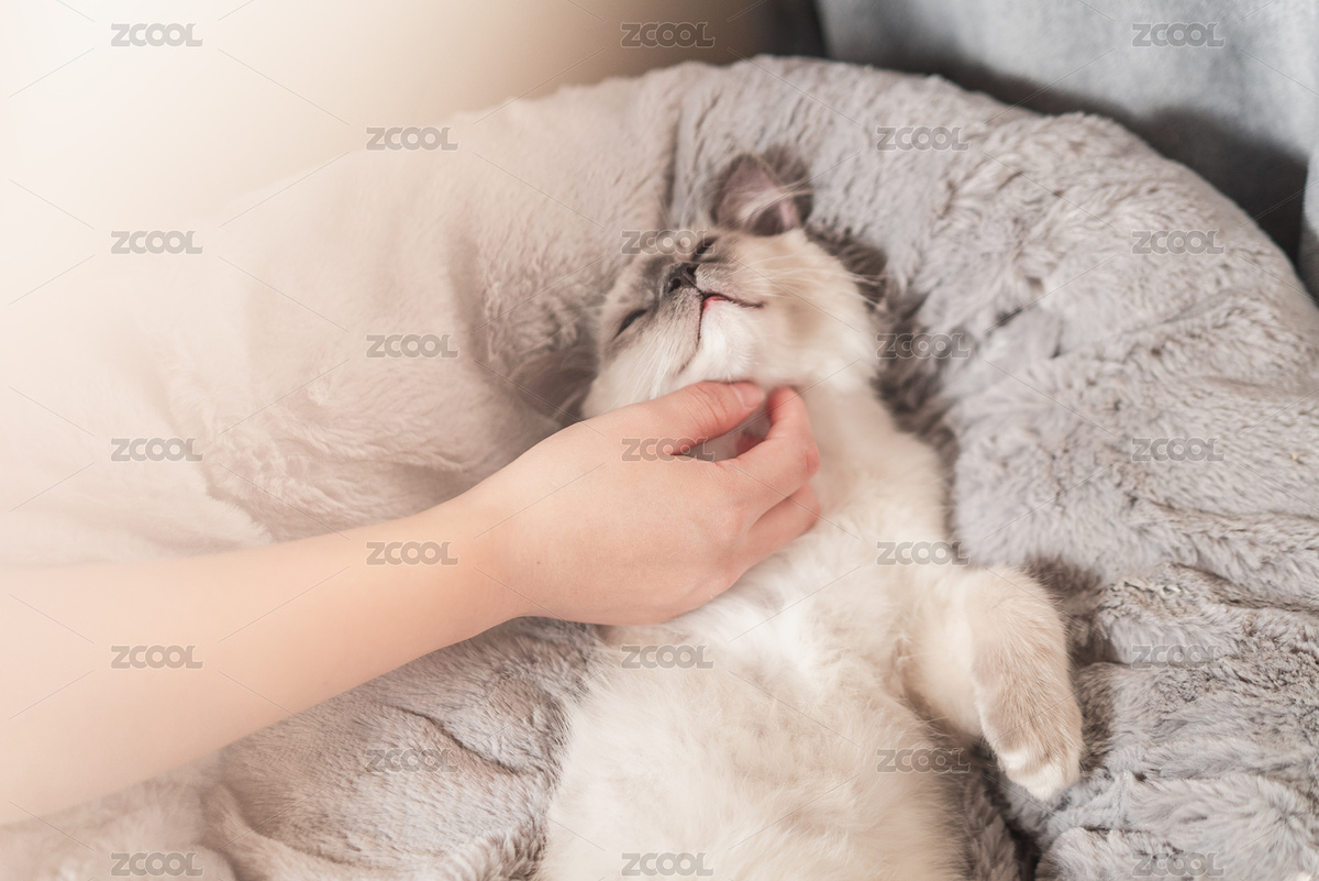 一只手正在撫摸熟睡的貓咪下巴（主預(yù)覽-7451675） - 未分類 - 站酷設(shè)計(jì)師Anciens原創(chuàng)素材 - 站酷ZCOOL