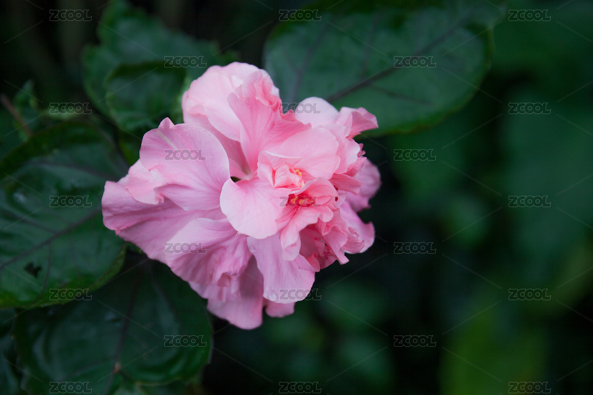 花卉攝影（主預(yù)覽-5450816） - 未分類 - 站酷設(shè)計師minda原創(chuàng)素材 - 站酷ZCOOL