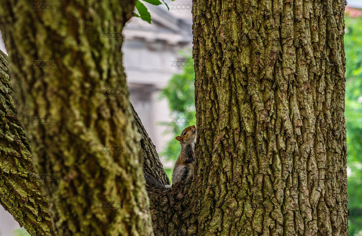 小松鼠（主預覽-1494969） - 未分類 - 站酷設計師鳳之靈原創(chuàng)素材 - 站酷ZCOOL