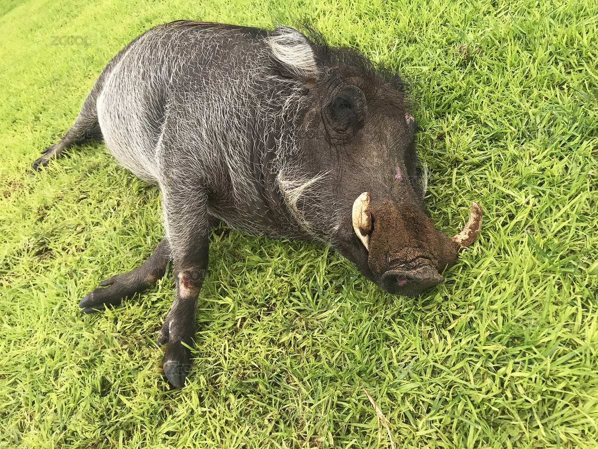 非洲野豬（主預(yù)覽-7636833） - 未分類 - 站酷設(shè)計(jì)師HuiJianArt原創(chuàng)素材 - 站酷ZCOOL