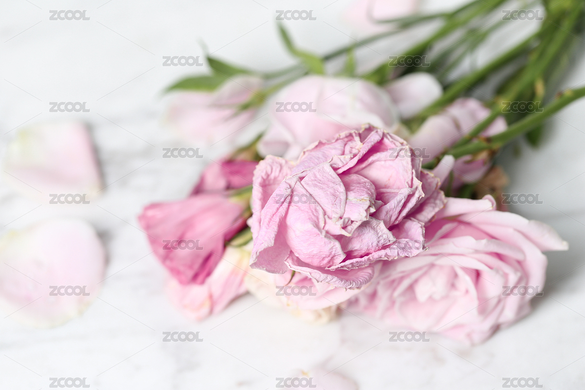 枯萎凋謝的鮮花（主預(yù)覽-8175904） - 未分類 - 站酷設(shè)計(jì)師luoluoivy原創(chuàng)素材 - 站酷ZCOOL