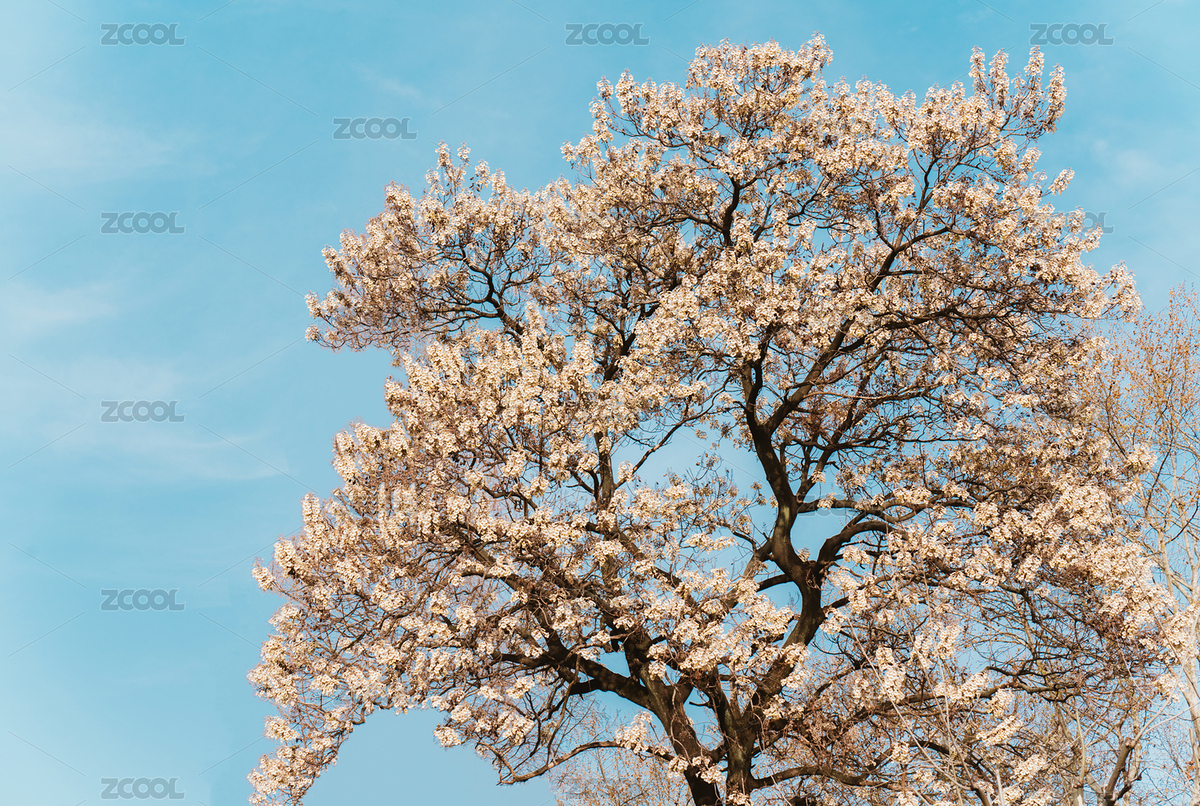 初春大槐樹（主預(yù)覽-5406398） - 未分類 - 站酷設(shè)計師自由TYZ原創(chuàng)素材 - 站酷ZCOOL