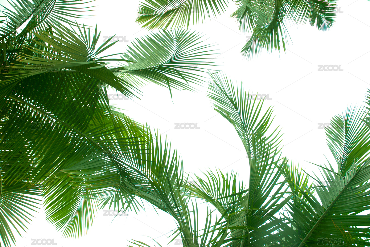 棕櫚樹(shù)被隔絕在白色（主預(yù)覽-5062056） - 未分類 - 站酷設(shè)計(jì)師pansfun原創(chuàng)素材 - 站酷ZCOOL