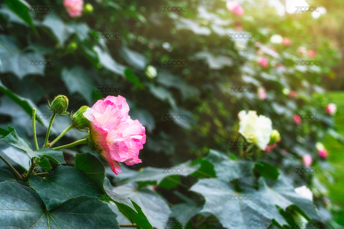 花園里盛開的芙蓉花（主預(yù)覽-5357857） - 未分類 - 站酷設(shè)計師yuanbo83原創(chuàng)素材 - 站酷ZCOOL