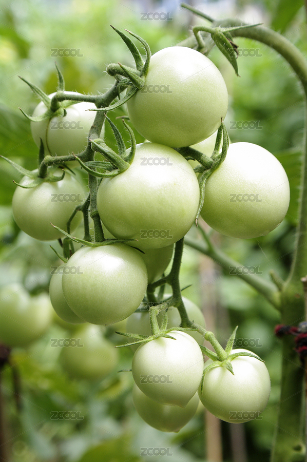 農(nóng)田里生長旺盛的圣女果（主預(yù)覽-3934020） - 未分類 - 站酷設(shè)計師wmei5881原創(chuàng)素材 - 站酷ZCOOL