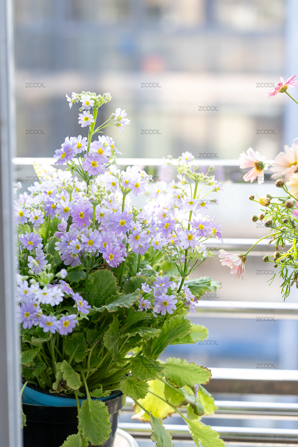 晴天窗台一盆带叶子清新浅紫色小花（主预览-9559889） - 未分类 - 站酷设计师淡淡红原创素材 - 站酷ZCOOL