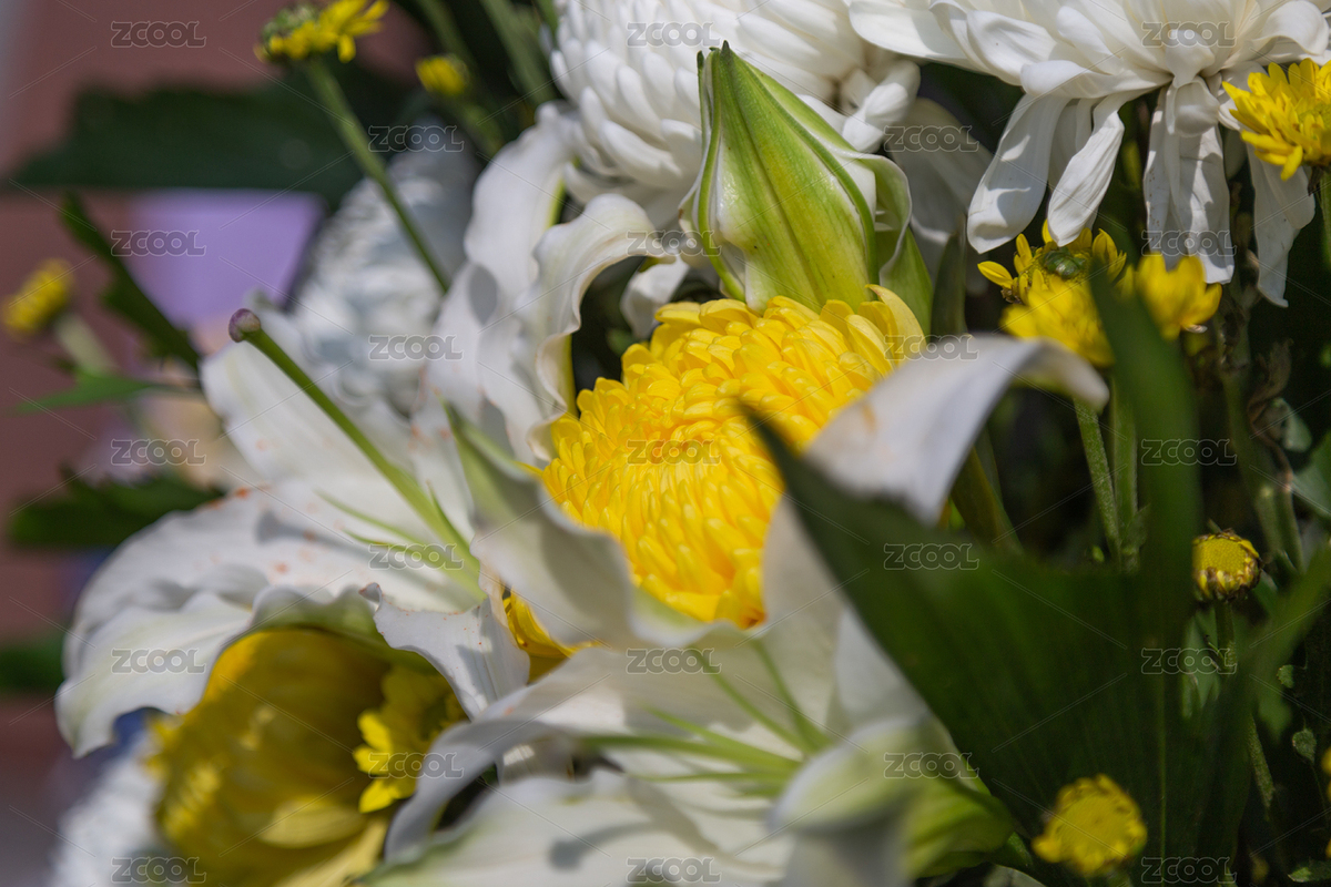 清明祭掃烈士親人鮮艷菊花（主預(yù)覽-1002182） - 未分類(lèi) - 站酷設(shè)計(jì)師骨頭啃骨頭原創(chuàng)素材 - 站酷ZCOOL