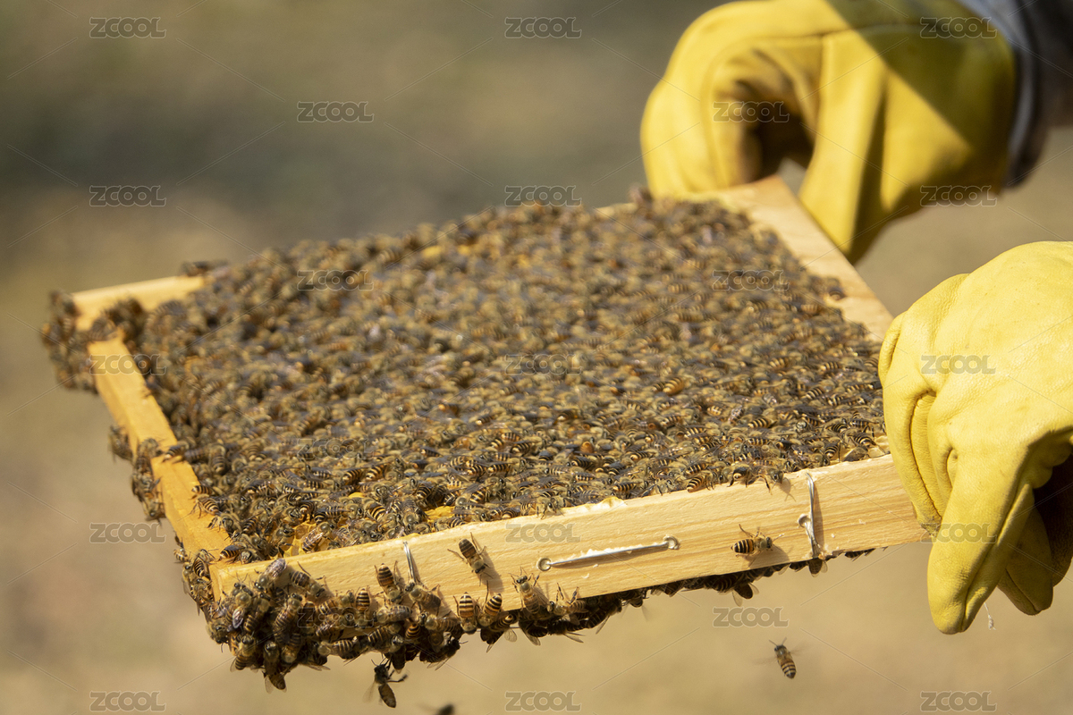 養(yǎng)蜂人手持蜂巢特寫（主預(yù)覽-6362005） - 未分類 - 站酷設(shè)計師luanshishumo原創(chuàng)素材 - 站酷ZCOOL