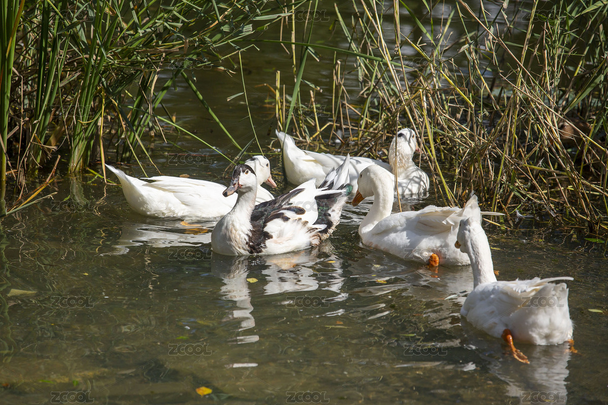 散养大鹅（主预览-7250579） - 未分类 - 站酷设计师光影旅途原创素材 - 站酷ZCOOL