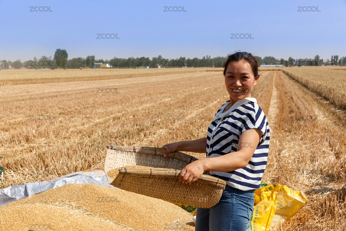 平原地區(qū)一位農(nóng)村婦女在麥田里忙農(nóng)活收麥（主預覽-8428192） - 未分類 - 站酷設(shè)計師lilyhello原創(chuàng)素材 - 站酷ZCOOL