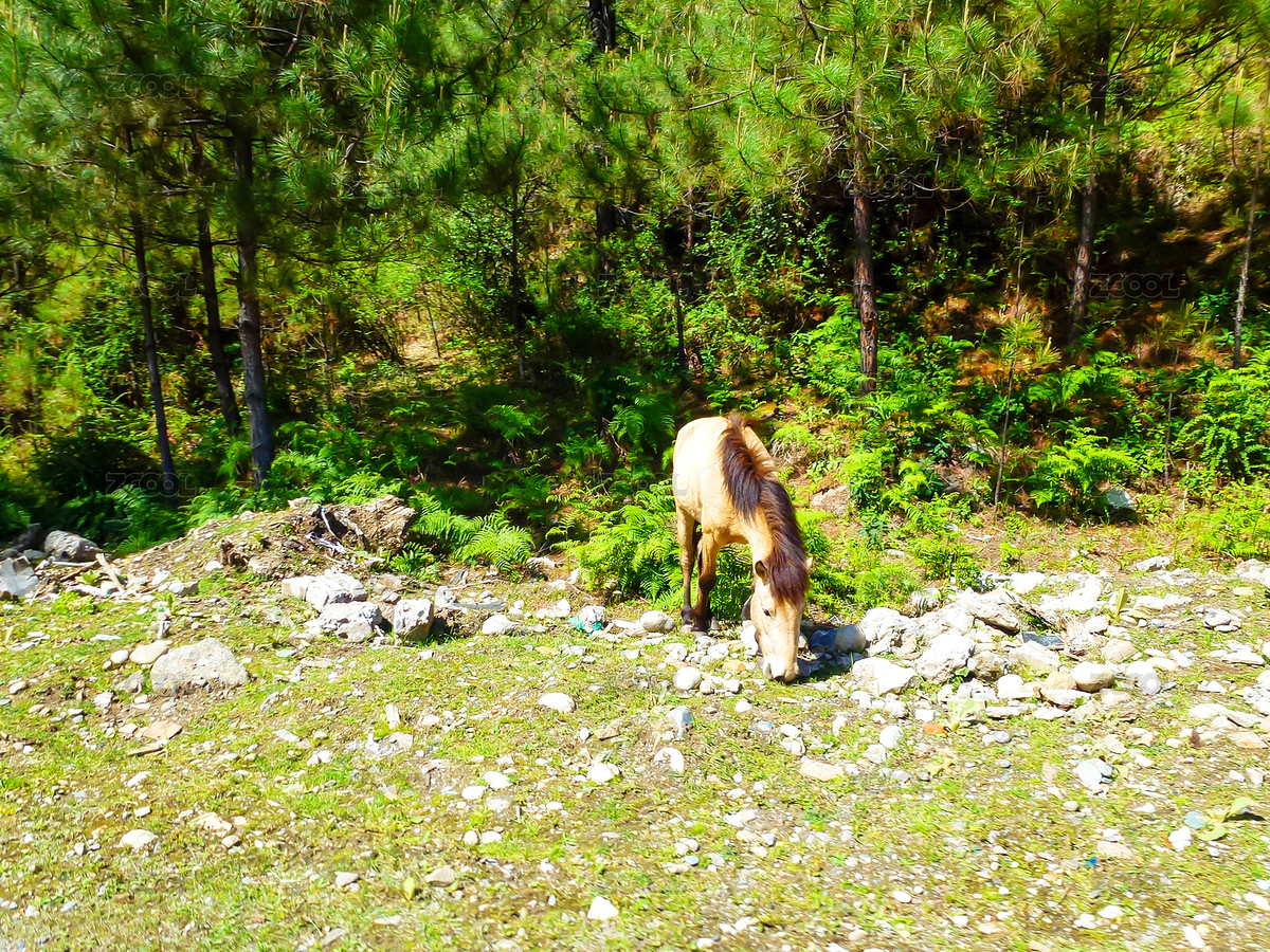 草地上吃草的马儿（主预览-6027220） - 未分类 - 站酷设计师MrPan1984原创素材 - 站酷ZCOOL