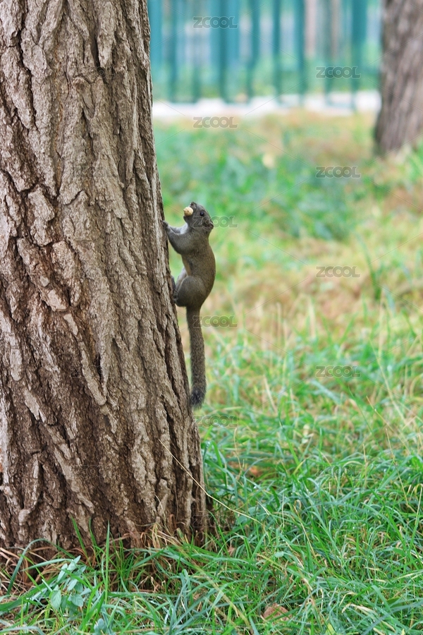 一只小松鼠（主預(yù)覽-4660398） - 未分類 - 站酷設(shè)計(jì)師任禹凡原創(chuàng)素材 - 站酷ZCOOL