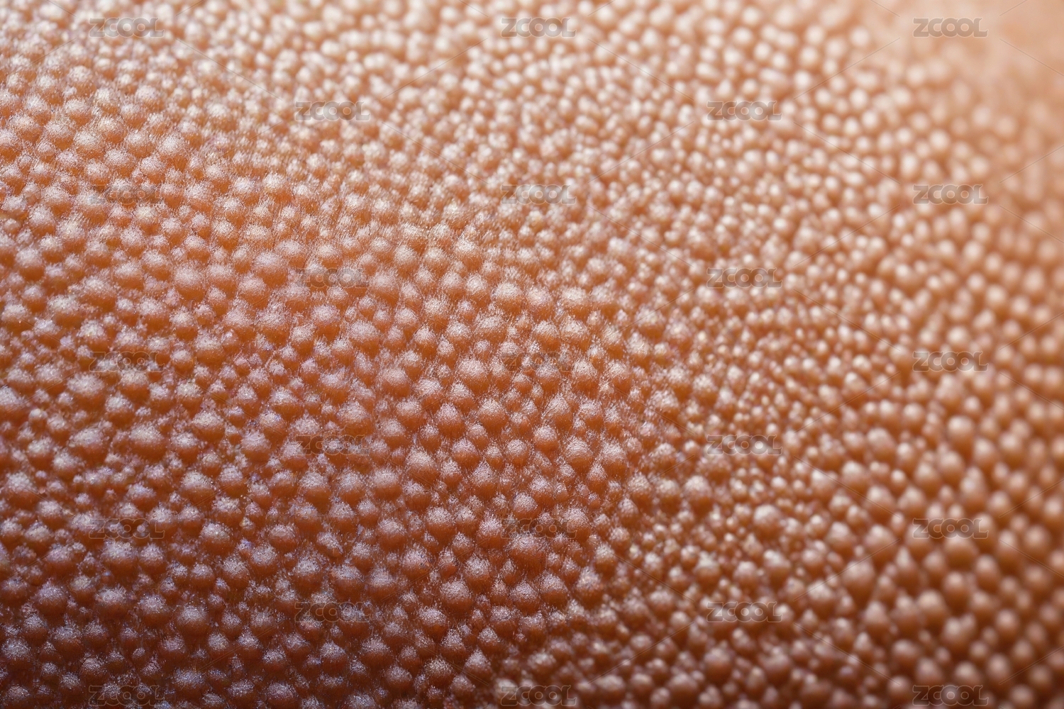 皮肤纹理特写主题