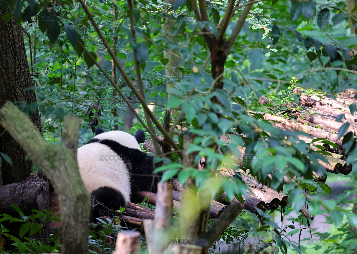 趴著睡懶覺的熊貓（主預覽-3373777） - 未分類 - 站酷設(shè)計師早安微笑的魚原創(chuàng)素材 - 站酷ZCOOL