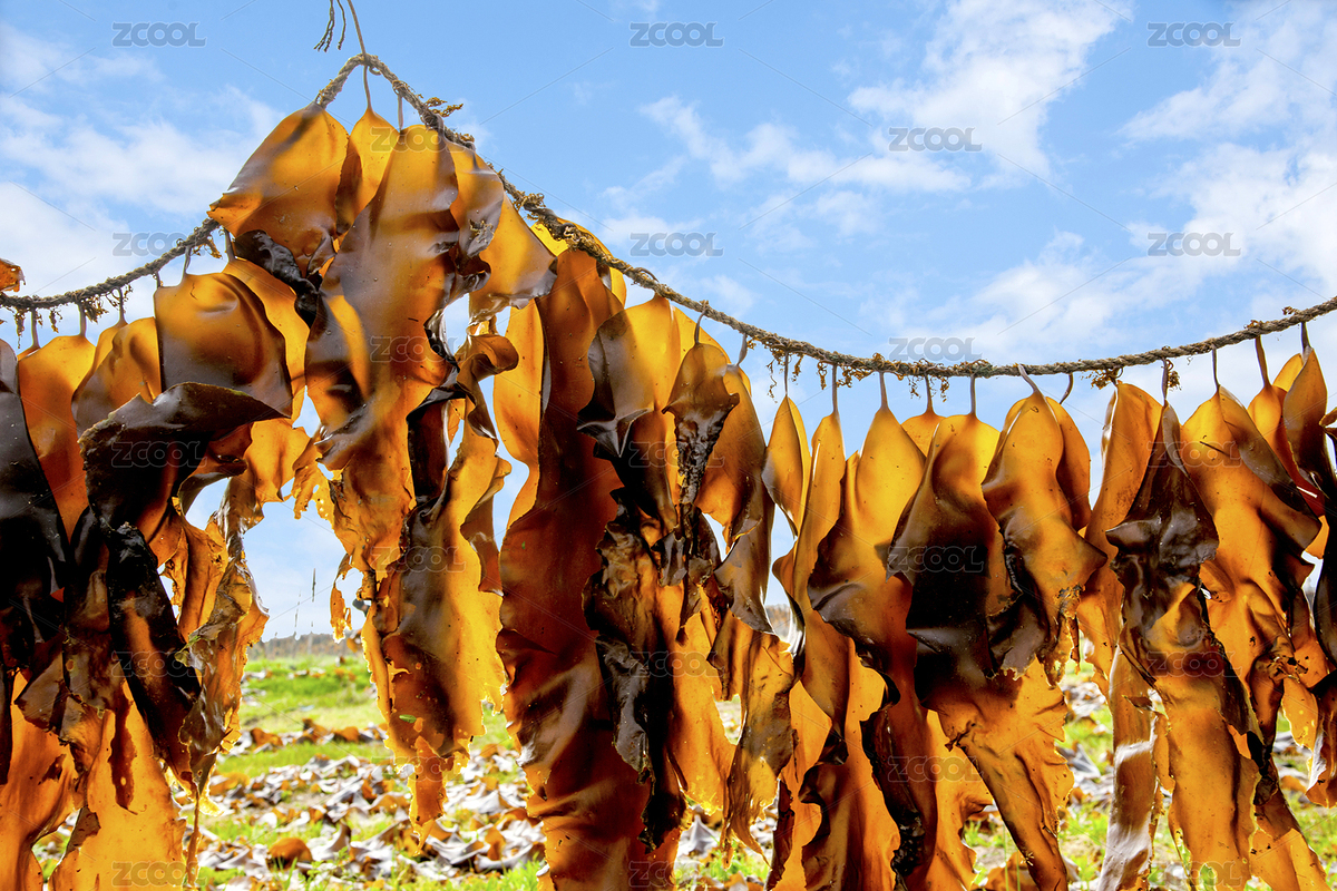 霞浦縣沙江鎮(zhèn)圍江村圍江饅頭山海域海帶排（主預覽-8701150） - 未分類 - 站酷設計師小聊紳士原創(chuàng)素材 - 站酷ZCOOL