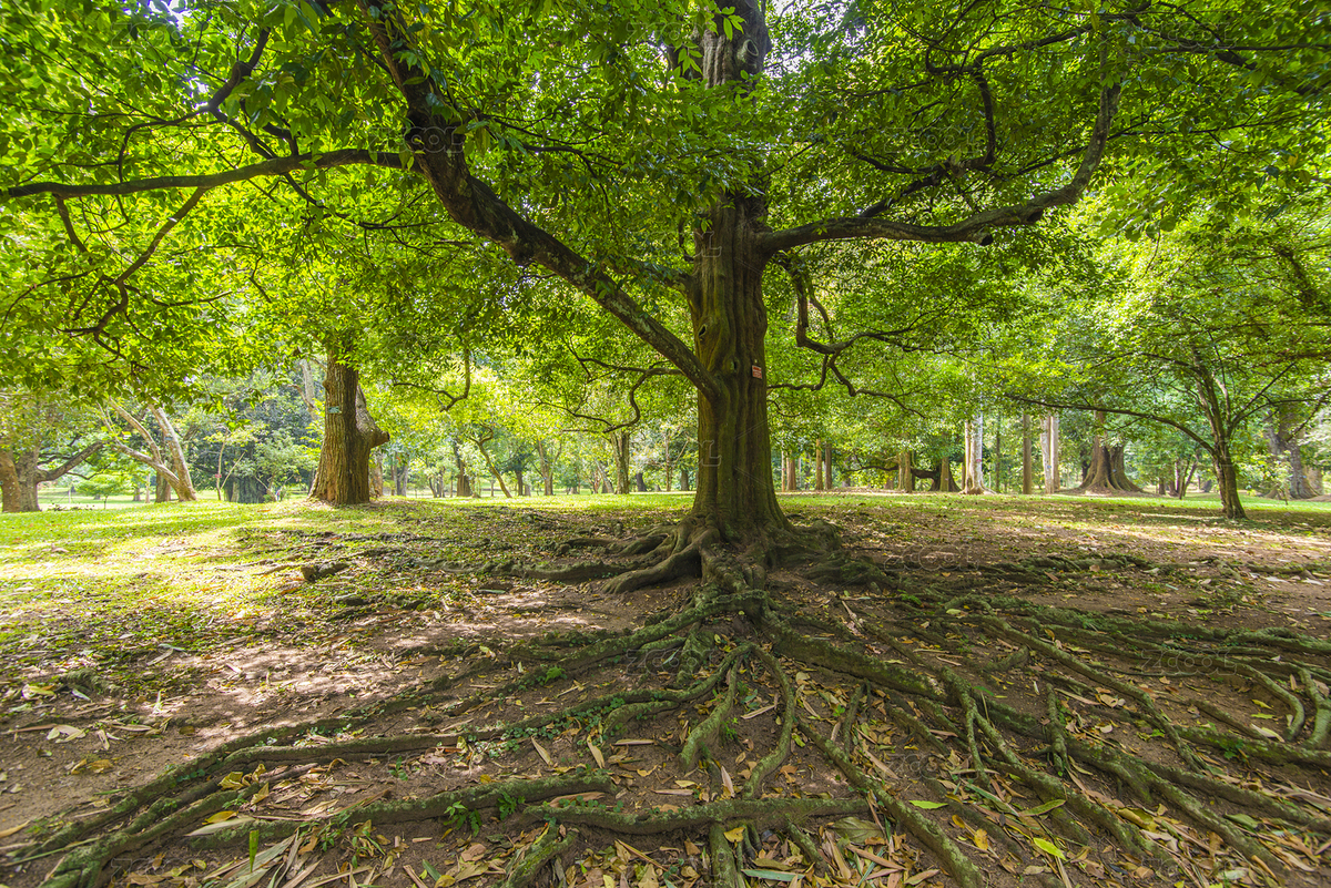 斯里蘭卡康提皇家植物園（主預覽-8870750） - 未分類 - 站酷設(shè)計師小吧唧小吧噠原創(chuàng)素材 - 站酷ZCOOL