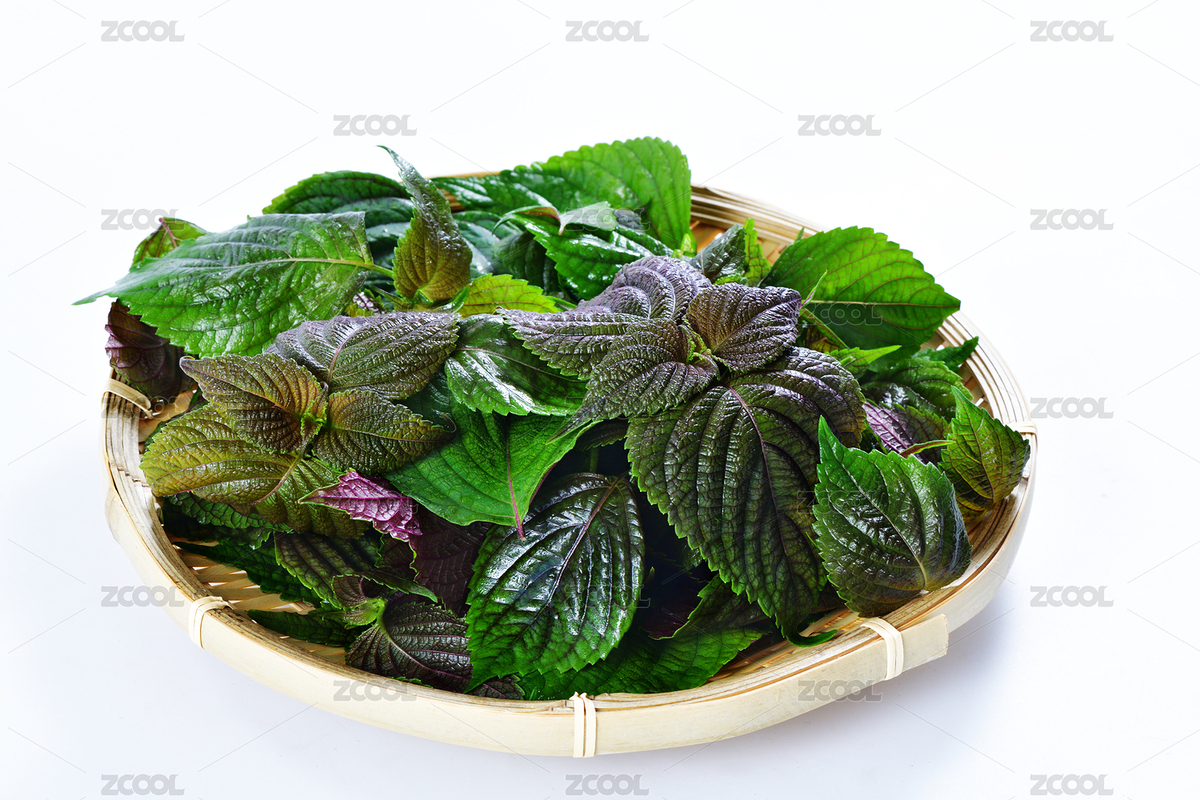 大量的新鮮紫蘇葉（主預(yù)覽-8847768） - 未分類 - 站酷設(shè)計師云從影原創(chuàng)素材 - 站酷ZCOOL
