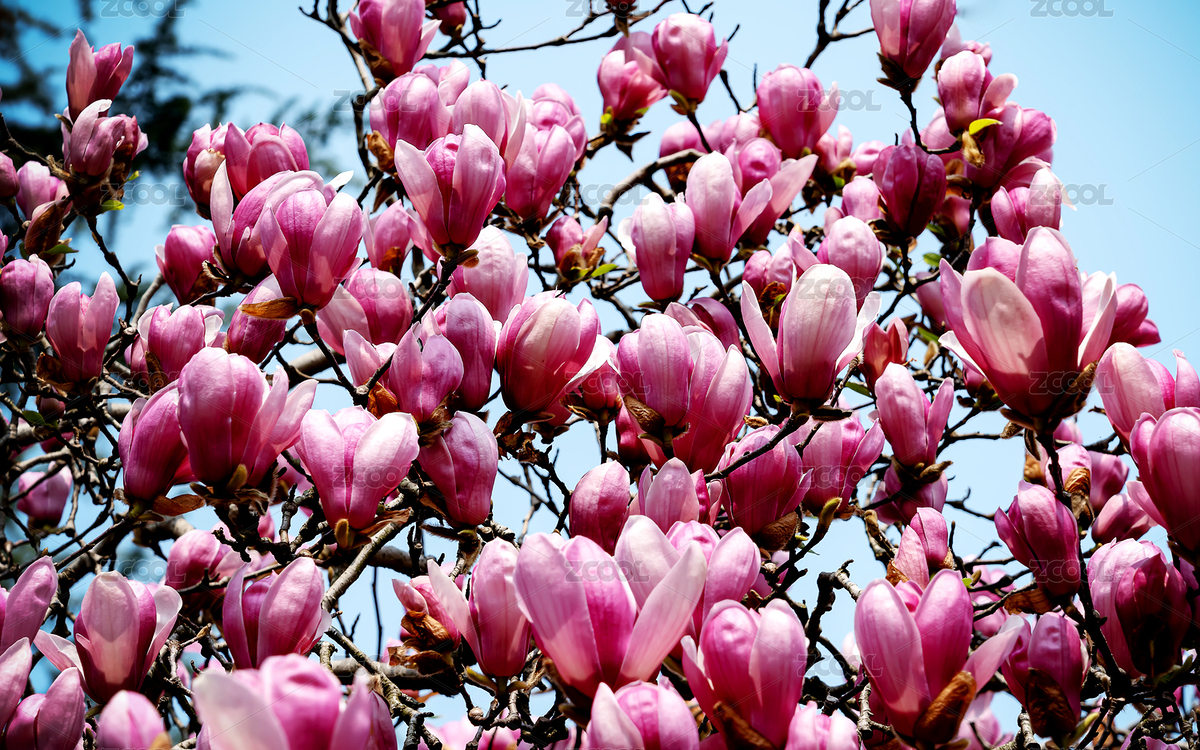 中國名花之紫玉蘭特寫（主預覽-5966086） - 未分類 - 站酷設(shè)計師靜若星辰原創(chuàng)素材 - 站酷ZCOOL