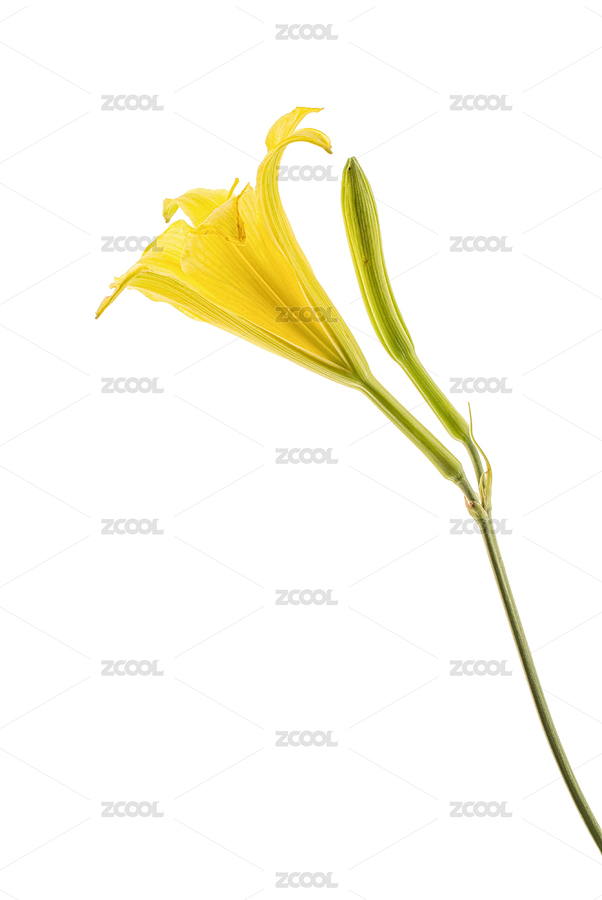 黃花菜 白色背景 citron daylily (Hemerocallis citrina) on white background（主預(yù)覽-1944052） - 未分類 - 站酷設(shè)計(jì)師ziyuan89原創(chuàng)素材 - 站酷ZCOOL
