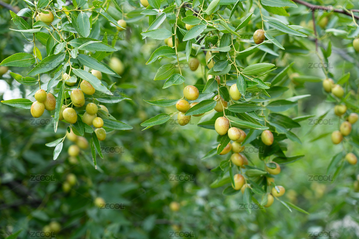 結滿累累果實的棗樹青棗（主預覽-8923002） - 未分類 - 站酷設計師平和的總是美好的原創(chuàng)素材 - 站酷ZCOOL
