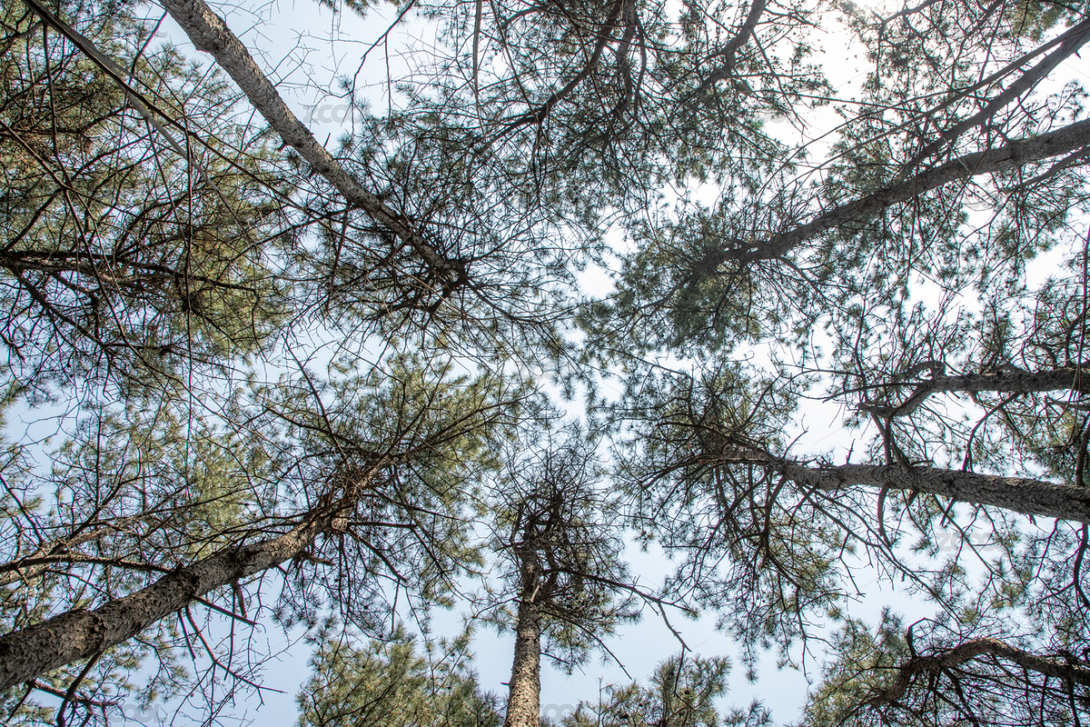晴朗的天空，山间的松林和步道（主预览-6629099） - 未分类 - 站酷设计师不爱吃鸡蛋的大飞原创素材 - 站酷ZCOOL