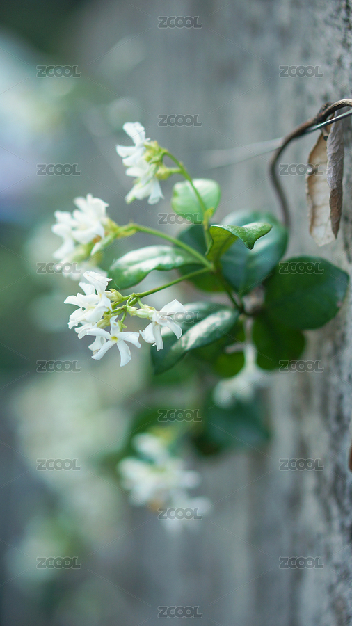 植物背景（主预览-7901716） - 未分类 - 站酷设计师WraithHao原创素材 - 站酷ZCOOL