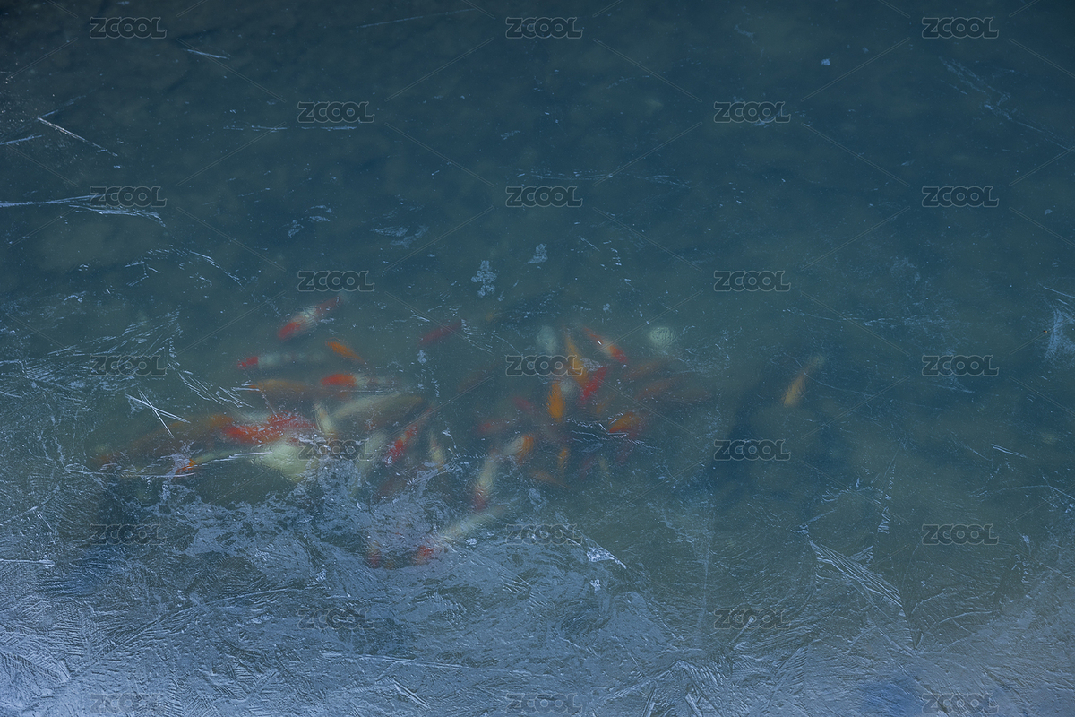 寒冷藍(lán)色河水冰面下的錦鯉躍動（主預(yù)覽-9376501） - 未分類 - 站酷設(shè)計師Ptskong原創(chuàng)素材 - 站酷ZCOOL