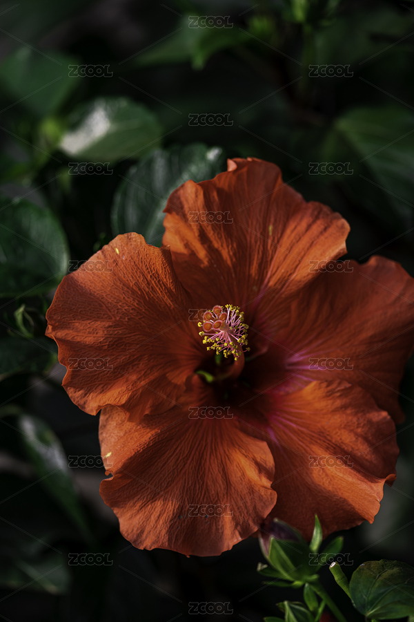 盛開的木槿花（主預(yù)覽-5866316） - 未分類 - 站酷設(shè)計(jì)師XW611028原創(chuàng)素材 - 站酷ZCOOL