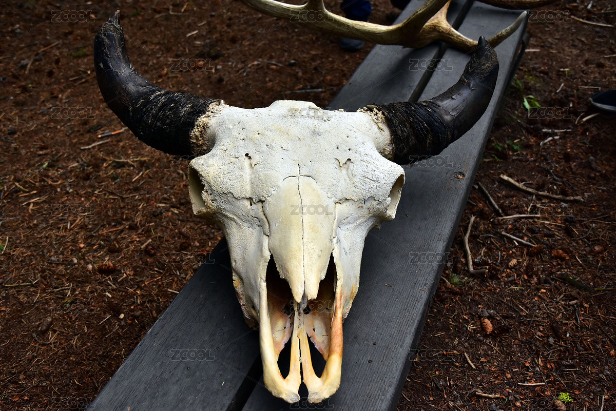 牛頭標(biāo)本（主預(yù)覽-2551523） - 未分類 - 站酷設(shè)計(jì)師RuiNis原創(chuàng)素材 - 站酷ZCOOL