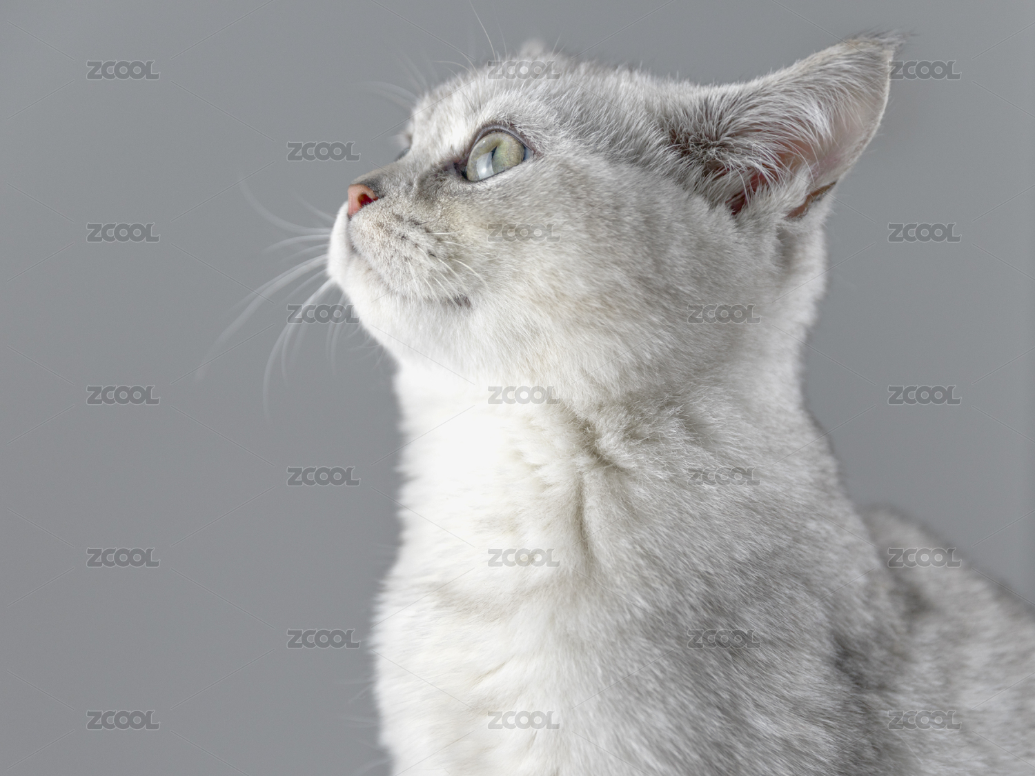 英短银渐层猫