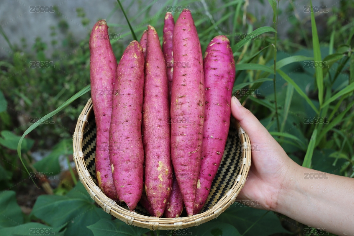 手捧一筐新鮮小紅薯板栗番薯（主預覽-6083904） - 未分類 - 站酷設計師述照視覺原創(chuàng)素材 - 站酷ZCOOL