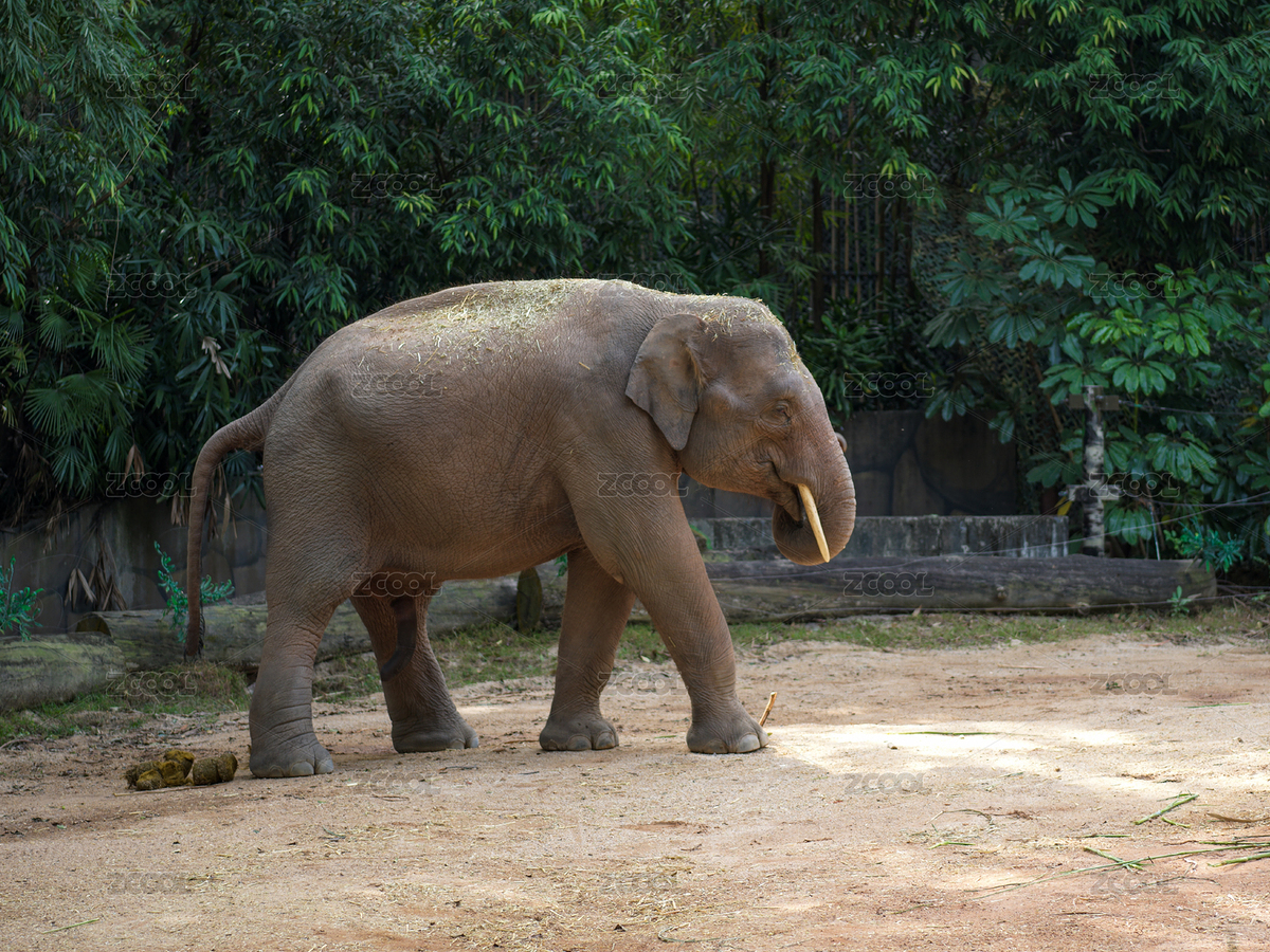 樹林環(huán)繞的沙地上行走的大象（主預覽-12450930） - 未分類 - 站酷設計師Rimage原創(chuàng)素材 - 站酷ZCOOL