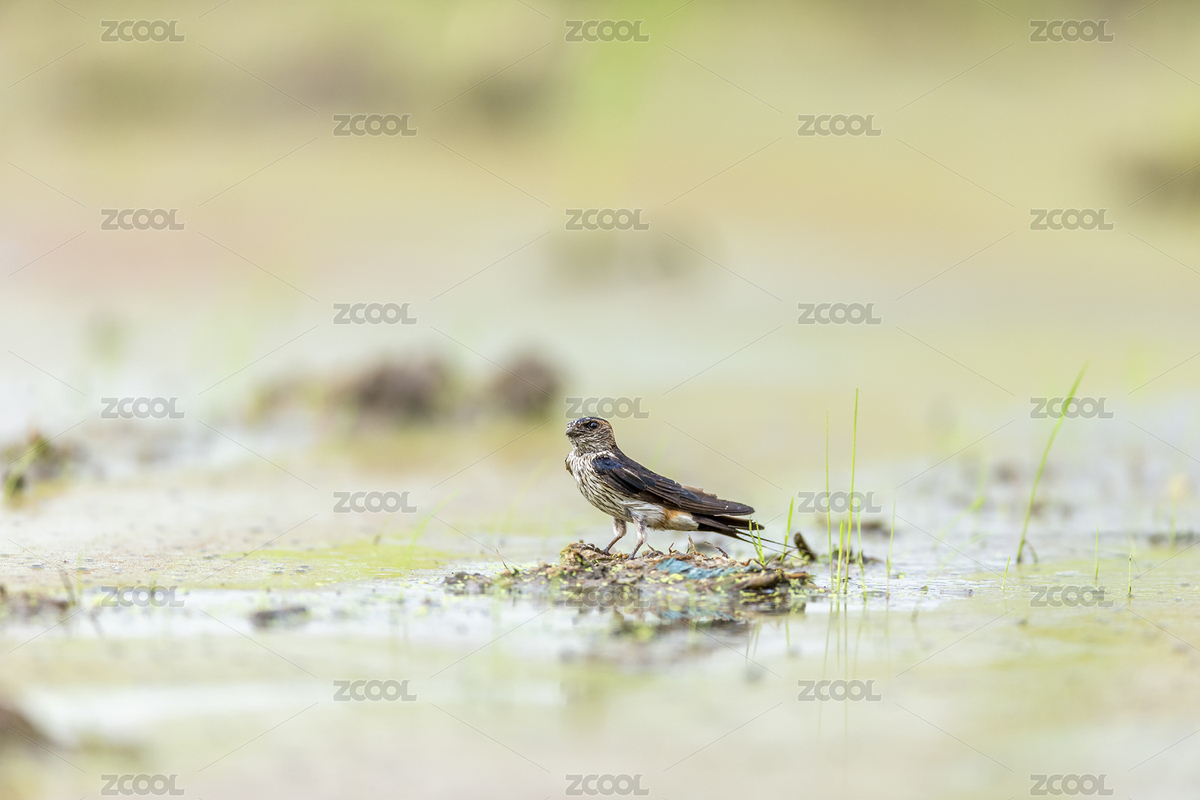 春天里一只金腰燕飛落沼田銜泥筑巢（主預(yù)覽-6318335） - 未分類 - 站酷設(shè)計(jì)師sunny0756原創(chuàng)素材 - 站酷ZCOOL