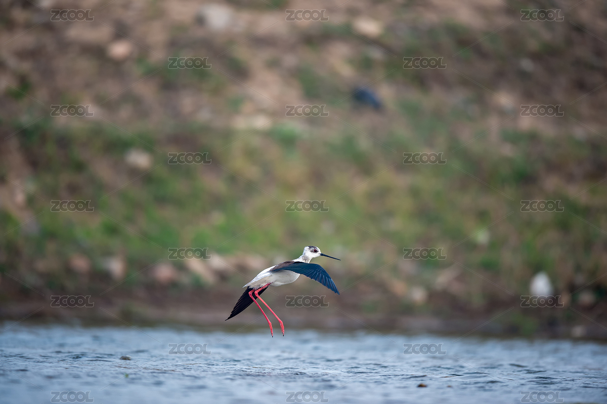 可愛美麗的黑翅長(zhǎng)腳鷸（主預(yù)覽-8105095） - 未分類 - 站酷設(shè)計(jì)師小妖尼可原創(chuàng)素材 - 站酷ZCOOL