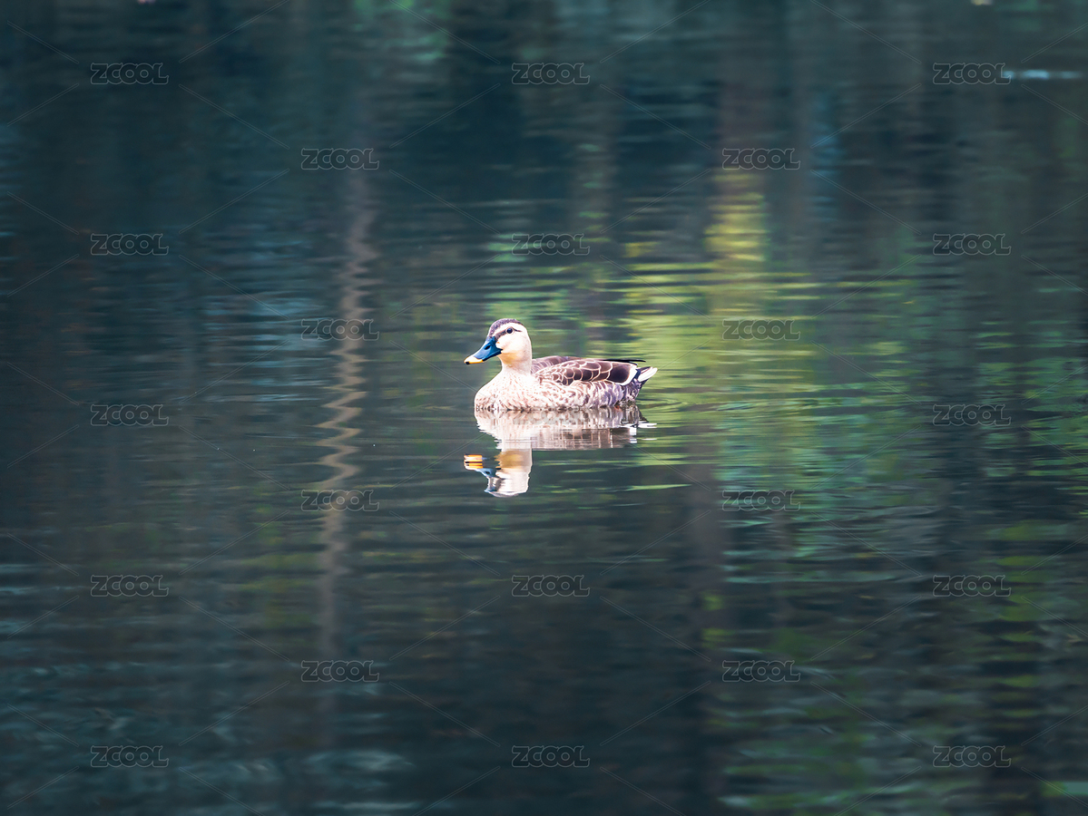 湖面上游泳的野鴨（主預(yù)覽-8960012） - 未分類 - 站酷設(shè)計師El4sTcZZcD原創(chuàng)素材 - 站酷ZCOOL