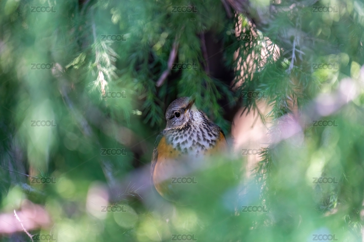 樹枝上的灰背鶇（主預覽-9435049） - 未分類 - 站酷設計師新手羅原創(chuàng)素材 - 站酷ZCOOL