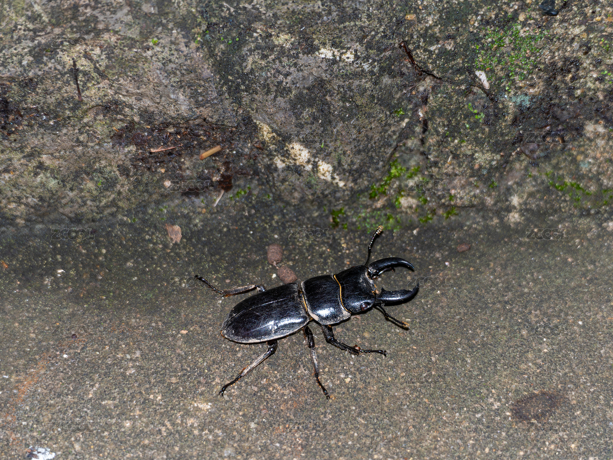 地面上的巨扁鍬甲（主預(yù)覽-12167917） - 未分類 - 站酷設(shè)計師核桃蘇本蘇原創(chuàng)素材 - 站酷ZCOOL