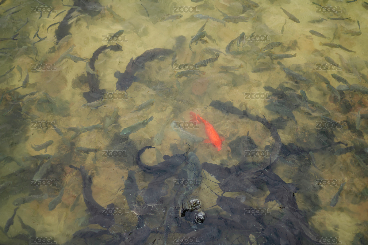 一条金色鲤鱼闯进了黑灰色鱼群之中（主预览-11120359） - 未分类 - 站酷设计师蓝星尘原创素材 - 站酷ZCOOL