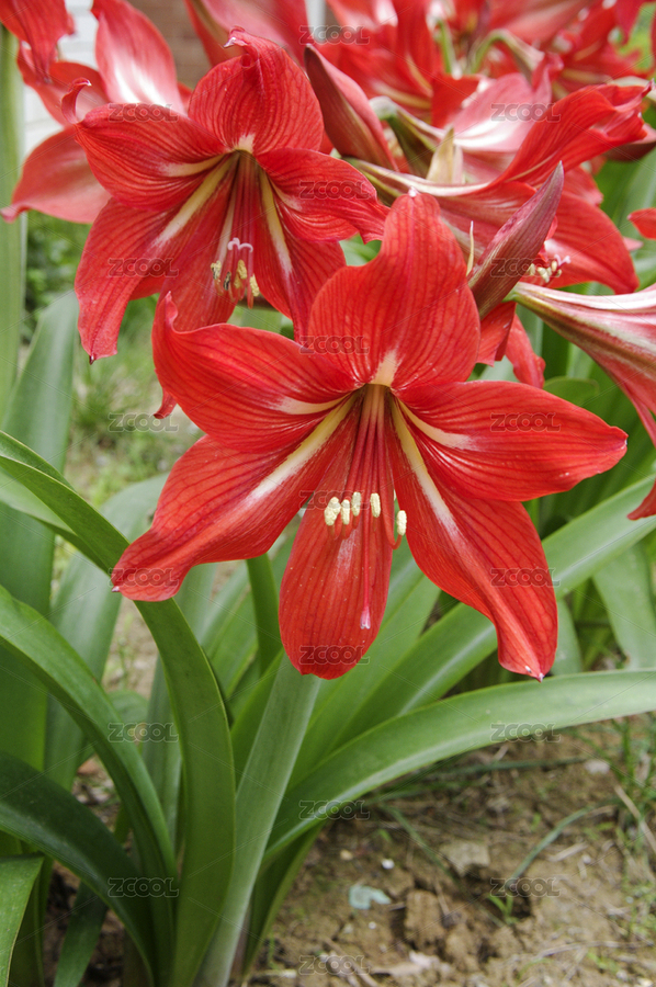 春天里盛開的美麗的朱頂紅（主預(yù)覽-6462005） - 未分類 - 站酷設(shè)計師wmei5881原創(chuàng)素材 - 站酷ZCOOL