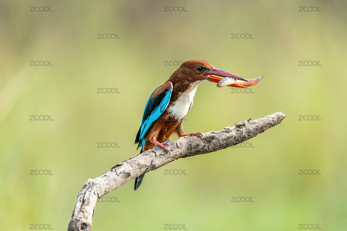 一只白胸翡翠鳥蹲守在溪澗樹枝伺機捕食魚蝦（主預(yù)覽-8626436） - 未分類 - 站酷設(shè)計師sunny0756原創(chuàng)素材 - 站酷ZCOOL