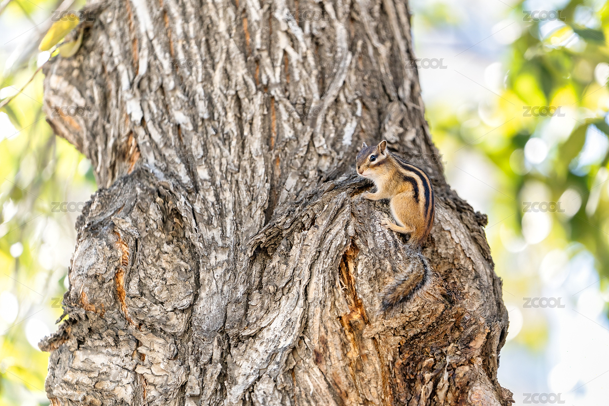 公園里的小松鼠花栗鼠特寫（主預(yù)覽-8790939） - 未分類 - 站酷設(shè)計師攝影師慢速航班原創(chuàng)素材 - 站酷ZCOOL